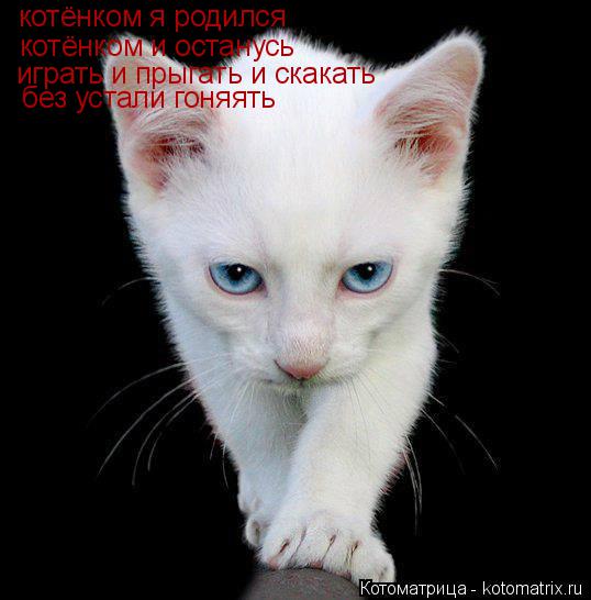 Котоматрица: котёнком я родился котёнком и останусь играть и прыгать и скакать без устали гоняять