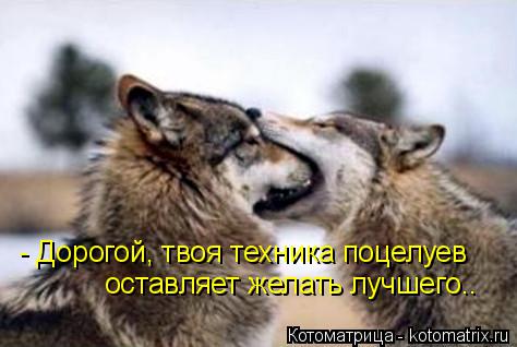 Котоматрица: - Дорогой, твоя техника поцелуев оставляет желать лучшего..