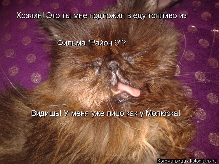 Котоматрица: Фильма "Район 9"? Видишь! У меня уже лицо как у Молюска! Хозяин! Это ты мне подложил в еду топливо из