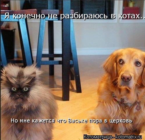Котоматрица: Я конечно не разбираюсь в котах... Но мне кажется что Ваське пора в церковь
