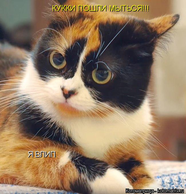 Котоматрица: КУККИ ПОШЛИ МЫТЬСЯ!!! Я ВЛИП