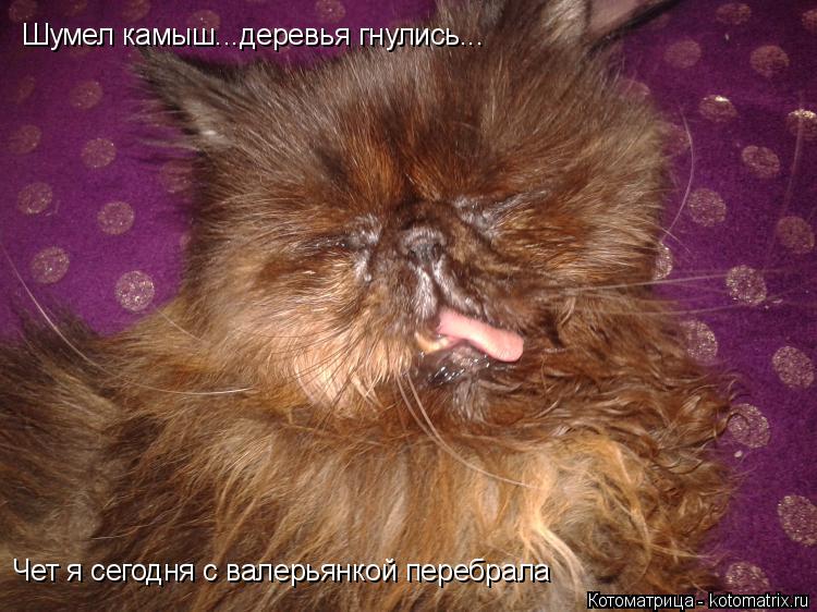 Котоматрица: Шумел камыш...деревья гнулись...  Чет я сегодня с валерьянкой перебрала