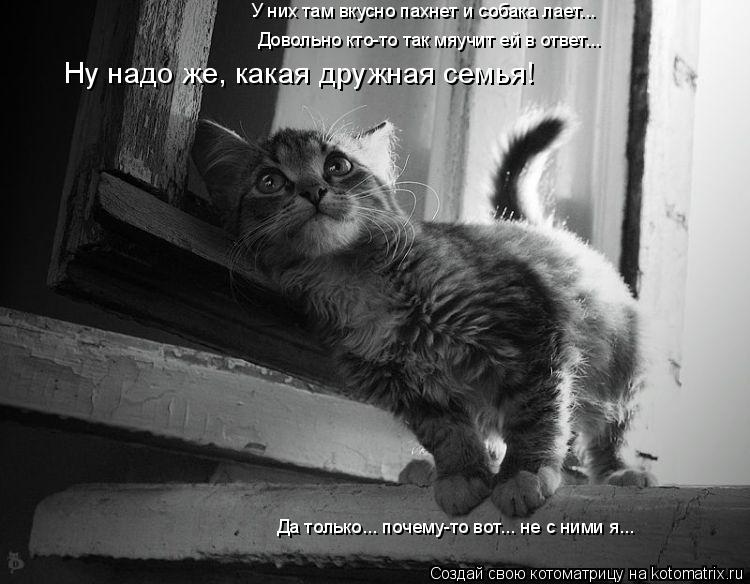 Котоматрица: Ну надо же, какая дружная семья! Да только... почему-то вот... не с ними я... У них там вкусно пахнет и собака лает... Довольно кто-то так мяучит ей 