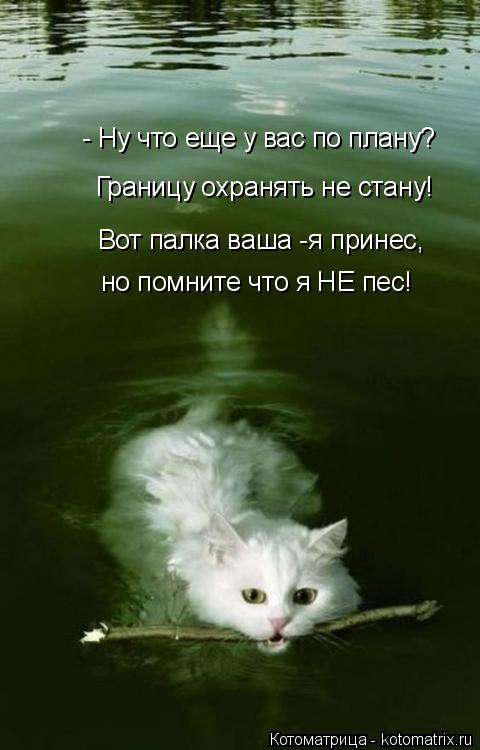 Котоматрица: - Ну что еще у вас по плану? - Ну что еще у вас по плану? Границу охранять не стану! Вот палка ваша -я принес, но помните что я НЕ пес!