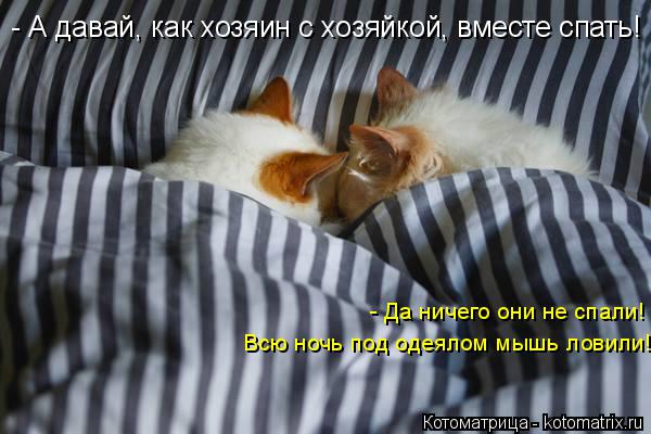 Котоматрица: - Да ничего они не спали! Всю ночь под одеялом мышь ловили! - А давай, как хозяин с хозяйкой, вместе спать!