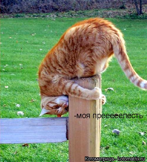 Котоматрица: -моя прееееелесть