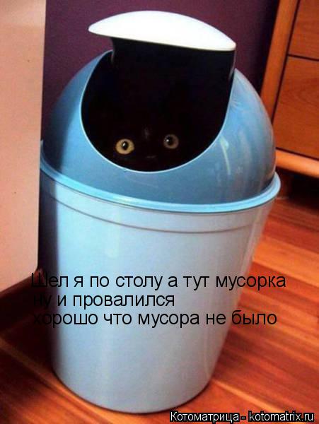 Котоматрица: Шел я по столу а тут мусорка ну и провалился  хорошо что мусора не было
