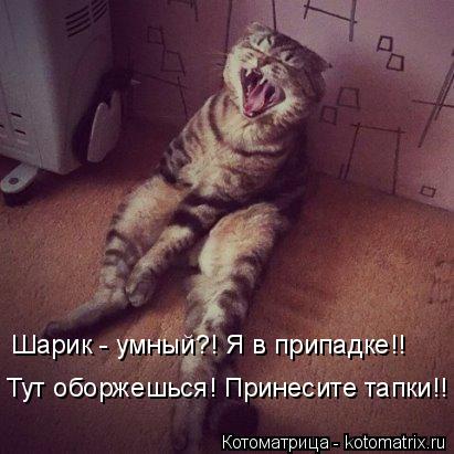 Котоматрица: Шарик - умный?! Я в припадке!! Тут оборжешься! Принесите тапки!!