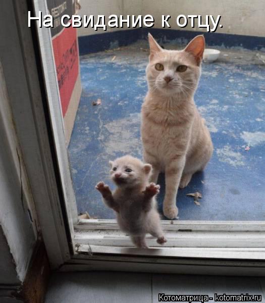 Котоматрица: На свидание к отцу.