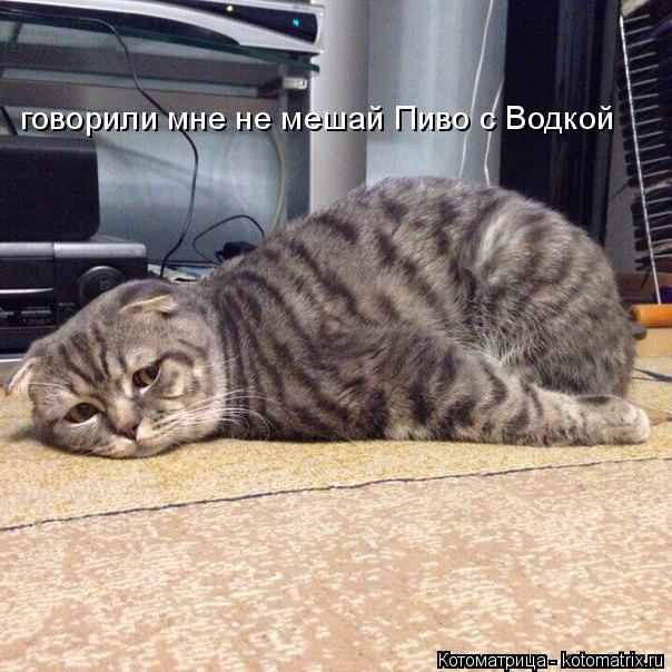 Котоматрица: говорили мне не мешай Пиво с Водкой
