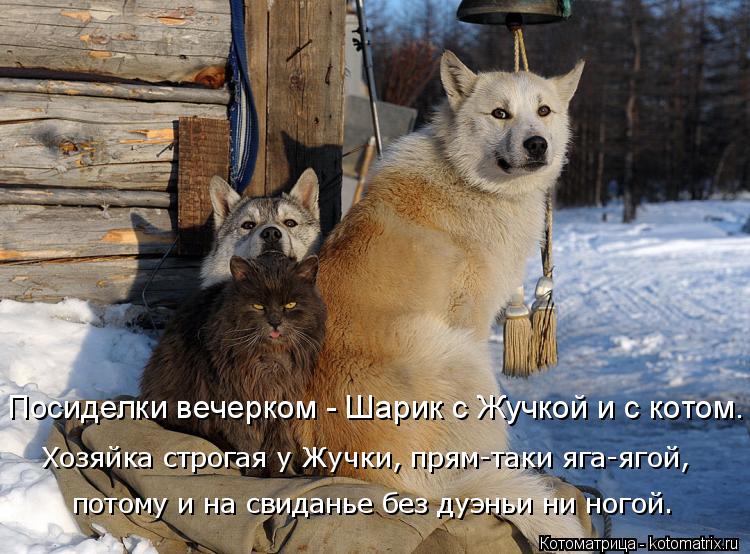 Котоматрица: потому и на свиданье без дуэньи ни ногой. Хозяйка строгая у Жучки, прям-таки яга-ягой, Посиделки вечерком - Шарик с Жучкой и с котом.