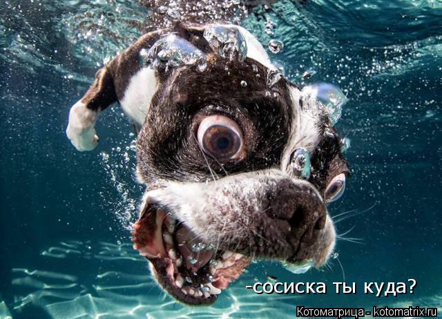 Котоматрица: -сосиска ты куда?