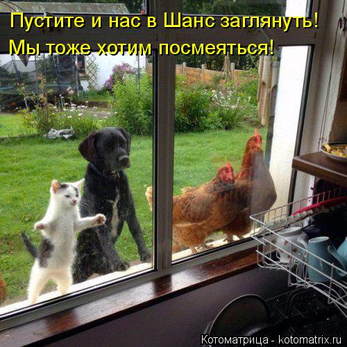 Котоматрица: Пустите и нас в Шанс заглянуть!  Мы тоже хотим посмеяться!