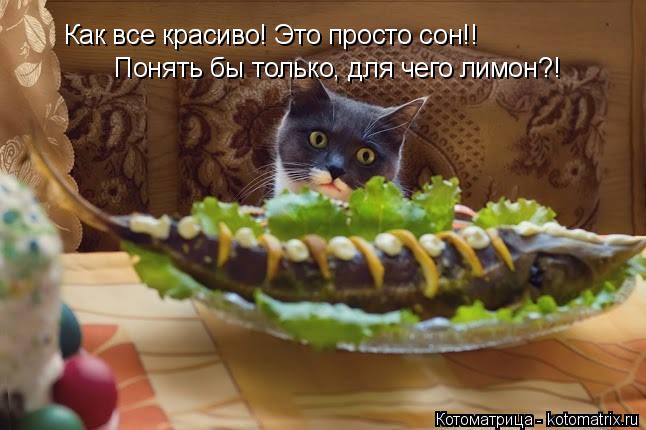 Котоматрица: Как все красиво! Это просто сон!! Понять бы только, для чего лимон?!