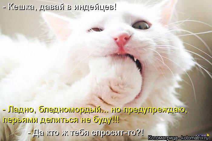 Котоматрица: - Кешка, давай в индейцев! - Ладно, бледномордый... но предупреждаю,  перьями делиться не буду!!! - Да кто ж тебя спросит-то?!