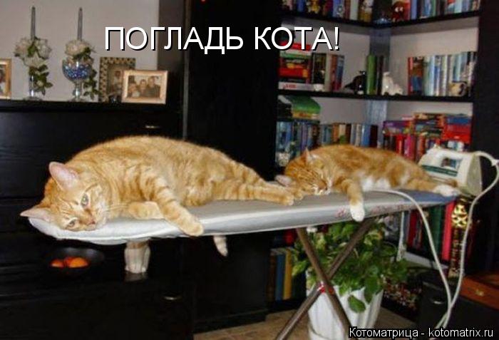 Котоматрица: ПОГЛАДЬ КОТА!