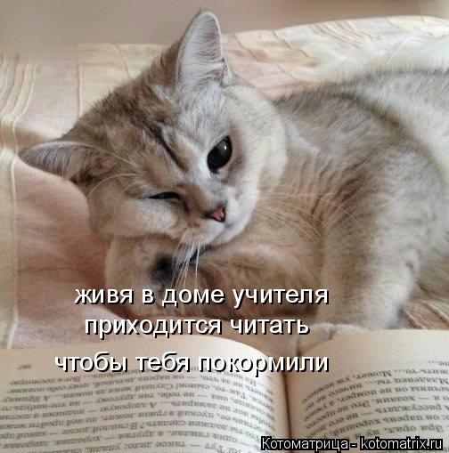 Котоматрица: живя в доме учителя приходится читать чтобы тебя покормили