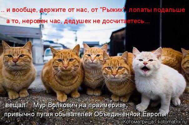 Котоматрица: .. и вообще, держите от нас, от "Рыжих", лопаты подальше а то, неровен час, дедушек не досчитаетесь... привычно пугая обывателей Объединённой Ев