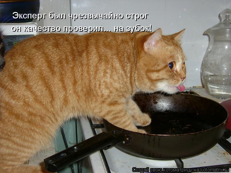 Котоматрица: Эксперт был чрезвычайно строг он качество проверил... на зубок!