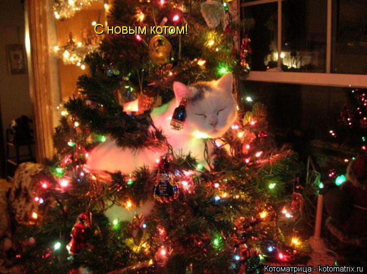 Котоматрица: С новым котом!