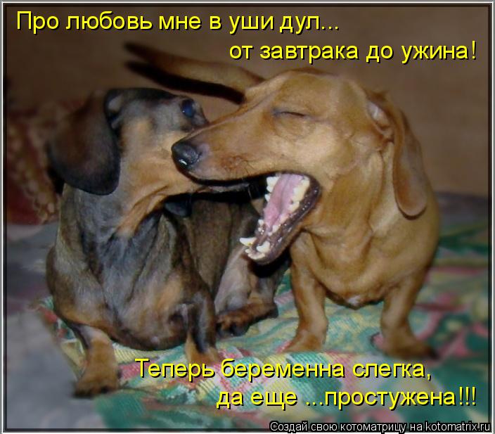 Котоматрица: Про любовь мне в уши дул... от завтрака до ужина! Теперь беременна слегка, да еще ...простужена!!!