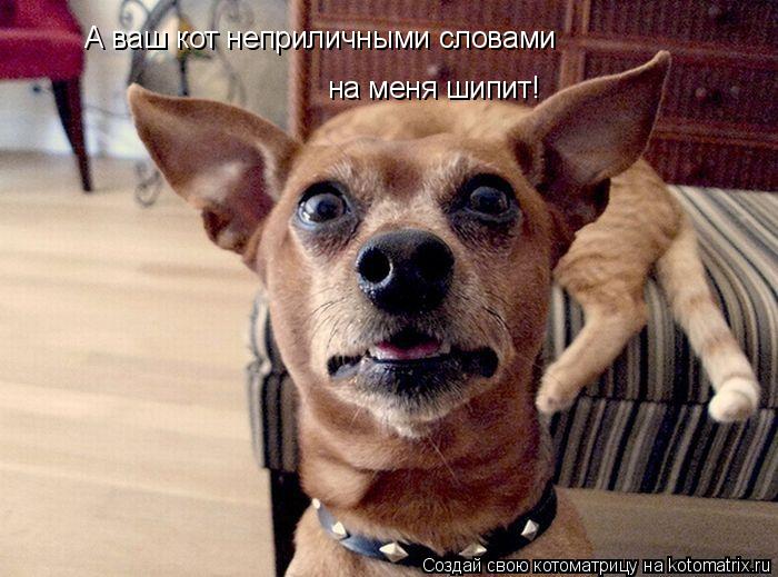 Котоматрица: А ваш кот неприличными словами на меня шипит!