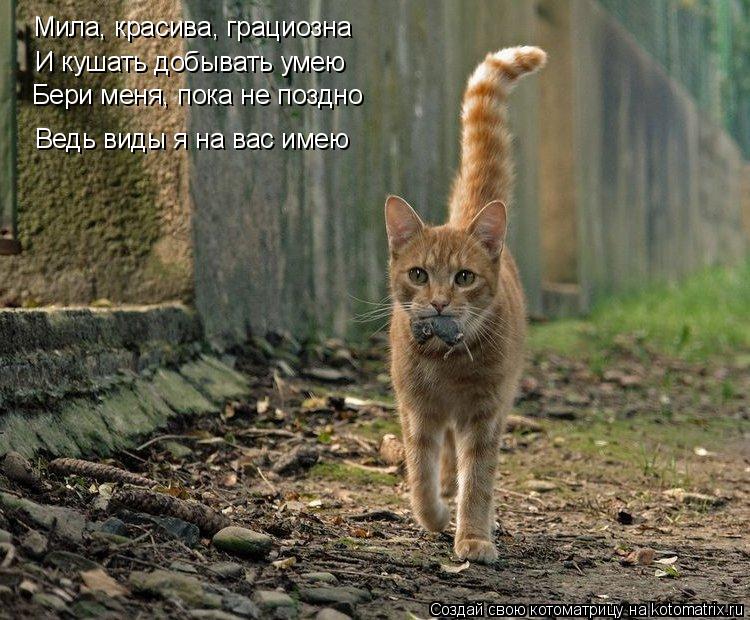 Котоматрица: Мила, красива, грациозна И кушать добывать умею Бери меня, пока не поздно Ведь виды я на вас имею