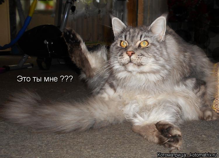 Котоматрица: Это ты мне ???
