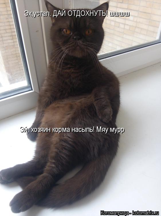 Котоматрица: Эх,устал. ДАЙ ОТДОХНУТЬ! шшшш Эй, хозяин корма насыпь! Мяу мурр