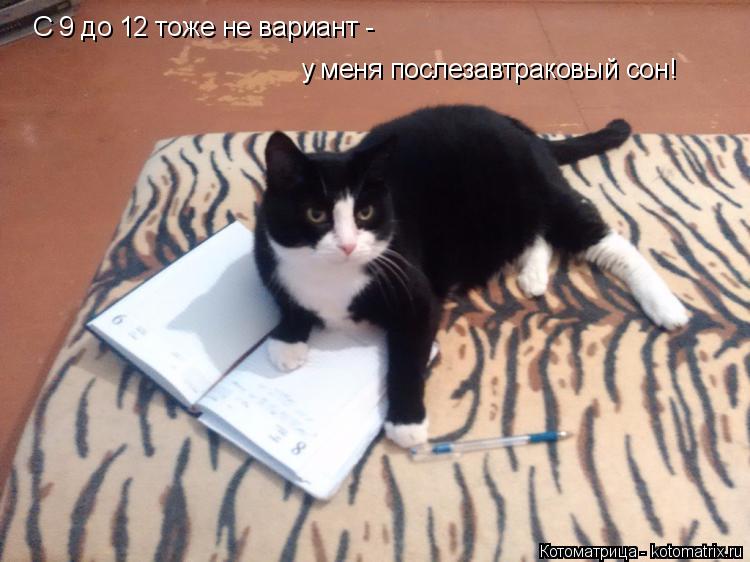 Котоматрица: С 9 до 12 тоже не вариант - у меня послезавтраковый сон!