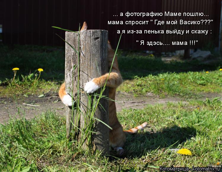 Котоматрица: ... а фотографию Маме пошлю... мама спросит " Где мой Васико???" а я из-за пенька выйду и скажу :  " Я здэсь.... мама !!!"
