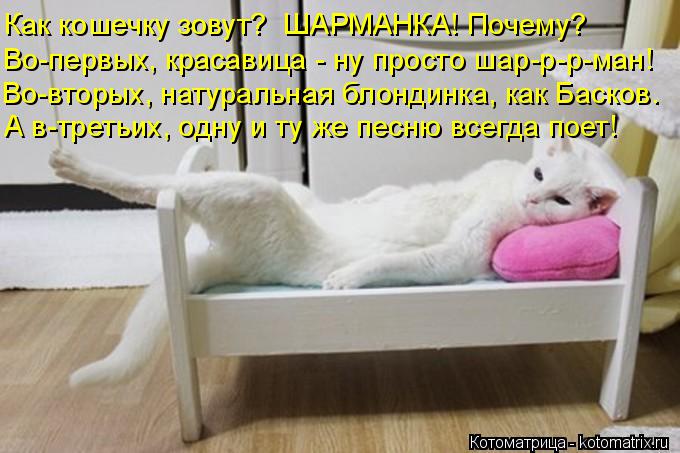 Как кошечку зовут? ШАРМАНКА! Почему? Во-первых, красавица - ну просто шар-р-р-ман! Во-вторых, натура... Котоматрица: Как кошечку зовут? ШАРМАНКА! Почему? Во-первых, красавица - ну просто шар-р-р-ман! Во-вторых, натуральная блондинка, как Басков. А в-третьих, од