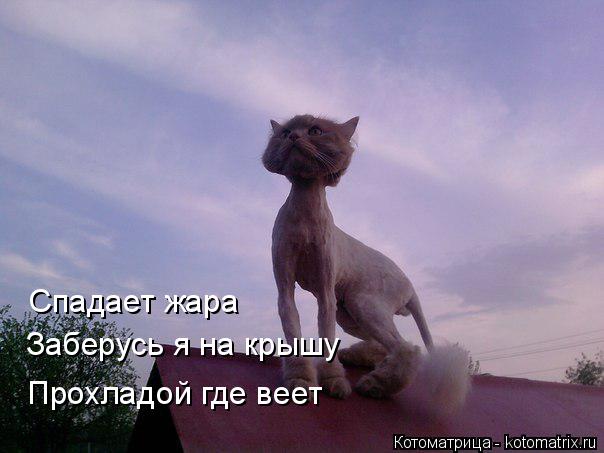 Котоматрица: Прохладой где веет Заберусь я на крышу Спадает жара