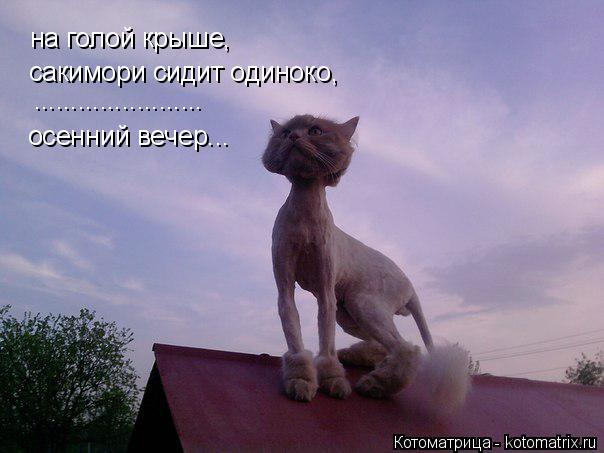 Котоматрица: на голой крыше, сакимори сидит одиноко, ....................... осенний вечер...