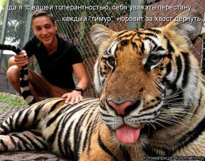 Котоматрица: ...да я ,с вашей толерантностью, себя уважать перестану... ...каждый "тимур"  норовит за хвост дёрнуть..