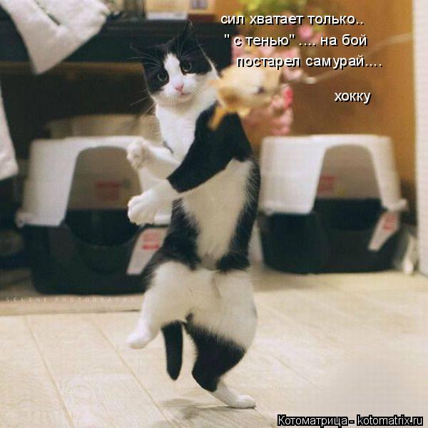 Котоматрица: сил хватает только.. " с тенью" .... на бой постарел самурай.... хокку