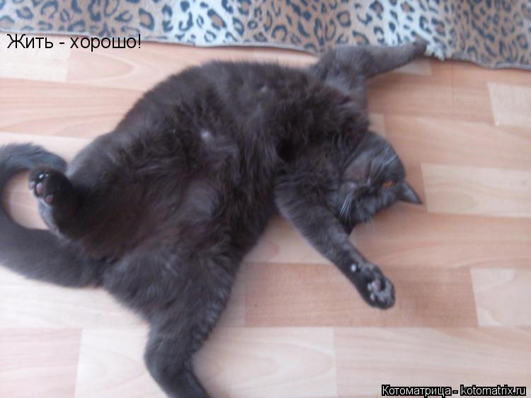 Котоматрица: Жить - хорошо!
