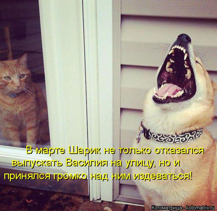 Котоматрица: В марте Шарик не только отказался выпускать Василия на улицу, но и принялся громко над ним издеваться!