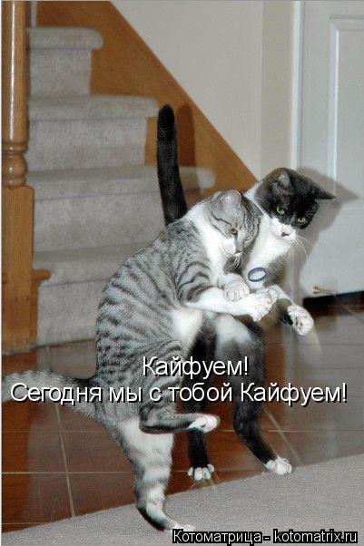 Котоматрица: Кайфуем! Сегодня мы с тобой Кайфуем!