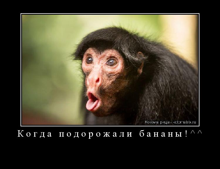 Котоматрица: Когда подорожали бананы!^^ 
