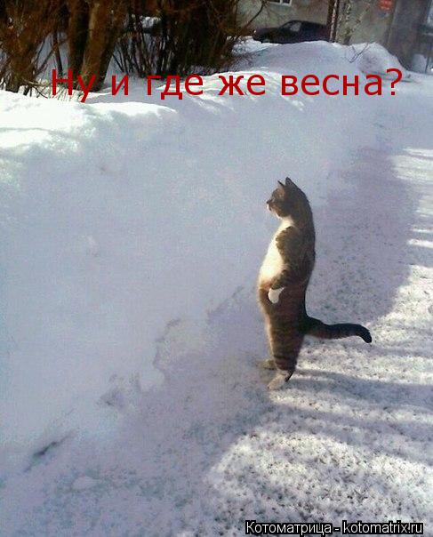 Котоматрица: Ну и где же весна?
