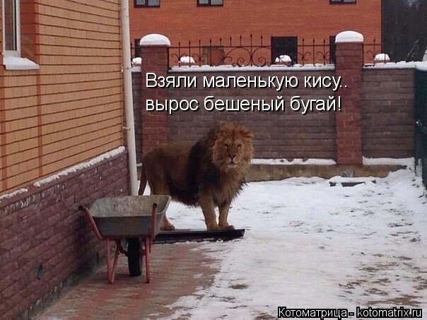 Котоматрица: Взяли маленькую кису.. вырос бешеный бугай!
