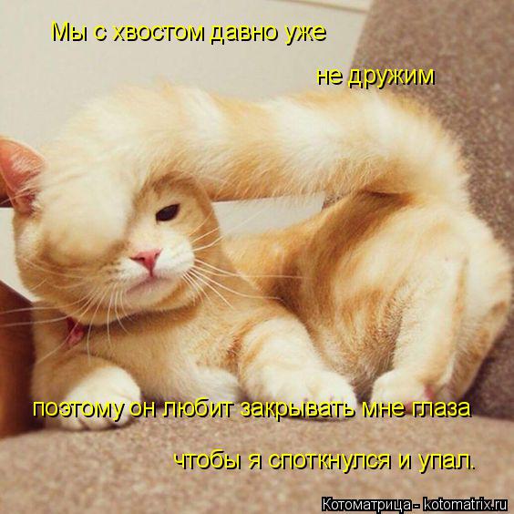Мы с хвостом давно уже не дружим поэтому он любит закрывать мне глаза чтобы я споткнулся и упал.... Котоматрица: Мы с хвостом давно уже не дружим поэтому он любит закрывать мне глаза чтобы я споткнулся и упал.