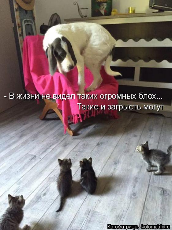 - В жизни не видел таких огромных блох... Такие и загрысть могут... Котоматрица: - В жизни не видел таких огромных блох... Такие и загрысть могут