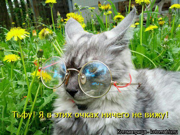 Котоматрица: Тьфу! Я в этих очках ничего не вижу!