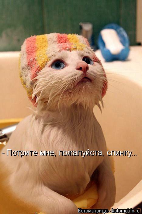 - Потрите мне, пожалуйста, спинку...... Котоматрица: - Потрите мне, пожалуйста, спинку...