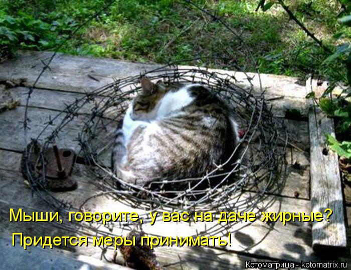 Котоматрица: Мыши, говорите, у вас на даче жирные? Придется меры принимать!