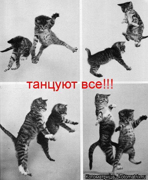 танцуют все!!!... Котоматрица: танцуют все!!!