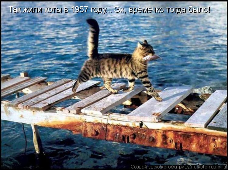 Котоматрица: Так жили коты в 1957 году... Эх, времечко тогда было!