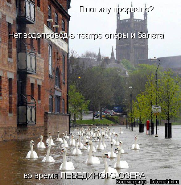 Котоматрица: Плотину прорвало? Нет,водопровод в театре оперы и балета во время ЛЕБЕДИНОГО ОЗЕРА